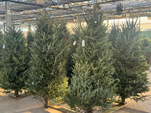 Dan Schantz Greenhouse giving away leftover Christmas trees