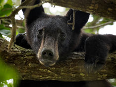 Bears are on the move and looking for something to eat, simple tips to help keep them out of your backyard 