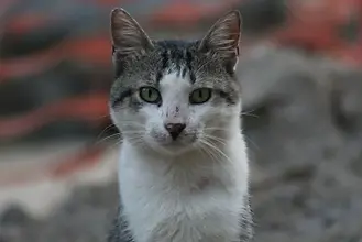 Easton City Council amends cat declawing ordinance