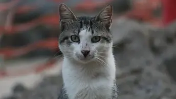 Easton City Council amends cat declawing ordinance