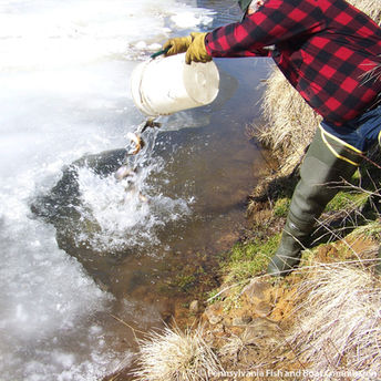 Another 30,000 trout to be stocked in Pennsylvania waters in November and December