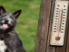 Animal Rescue League of Berks County issues Code Red once again for pets