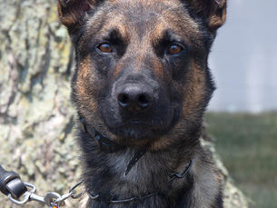 Meet 4-year-old Yoda, a true hero in capturing escaped prisoner Danelo Cavalcante