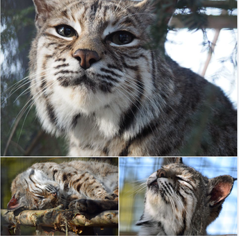 Happy 15th birthday Shishka of the Lehigh Valley Zoo!