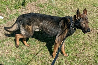 Slate Belt Regional Police welcome their newest officer, K-9 Zorro