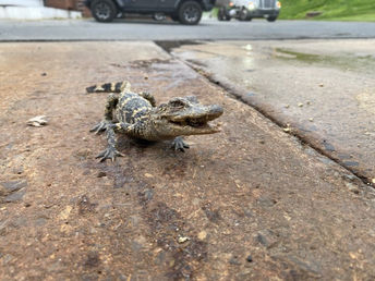 Small alligator found at Lehigh County wastewater treatment plant