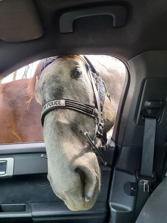 Seamus of the Bethlehem Mounted Police provides directions to a driver
