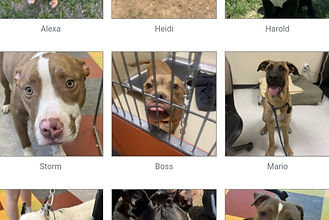 70 Dogs need to be fostered or in adoptive homes by April 24th, $400 gift card for fostering offered