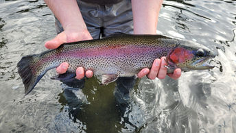 Statewide opening day of trout season is today