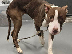 Male dog found in the area of the Ice House in Bethlehem
