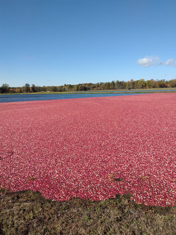 Fun facts and tips for growing cranberries