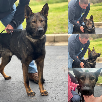 K9 handler Lowe and K9 Zorro of Slate Belt Regional Police enjoying some sunshine together