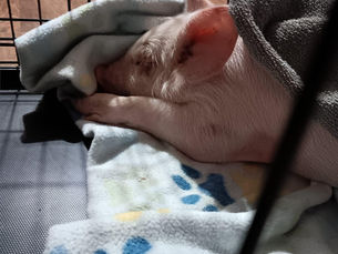Troopers in Ohio rescue piglet after it fell from a transport truck