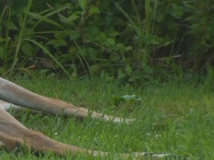 Victim of Friday's fatal motorcycle crash with deer identified