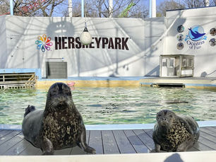 Hersheypark welcomes three new marine mammals with special needs