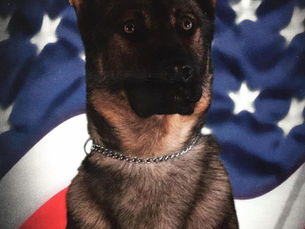 Remembering K9 Armor of the Palmer Township Police Department