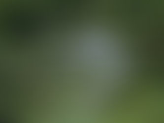 Aerial spraying of state woodlands to combat the spongy moth in Pennsylvania has begun