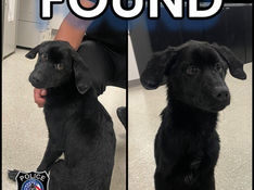 Found: Pup rescued from soccer net in Exeter Township