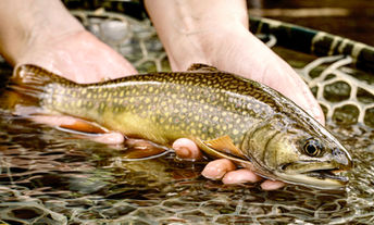 Virtual basics of Trout Fishing program presented by Pennsylvania Fish and Boat Commission