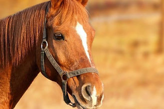 NJ farm owner charged for neglecting animals, prosecutor says