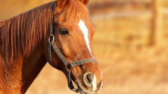 NJ farm owner charged for neglecting animals, prosecutor says