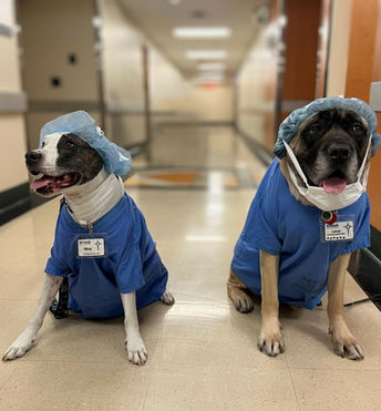 St. Luke's surgical staff appoints Lance and Mikey to their team
