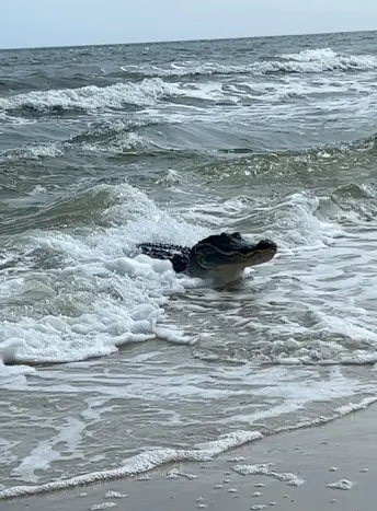 Enormous alligator spotted swimming in ocean off popular tourist hot spot