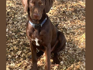 Barkely is missing after jumping out of truck in Easton while dad changing a tire
