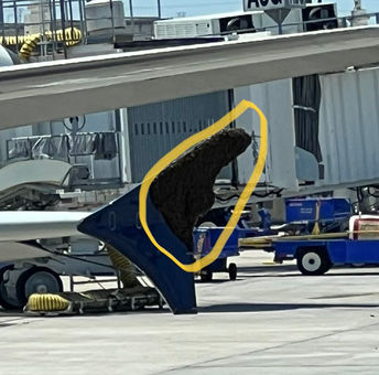 Swarm of bees delays flight from Houston to Atlanta for three hours