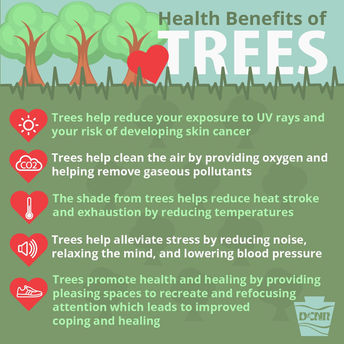 Health benefits of trees