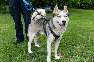Animal Rescue League of Berks County seeks help identifying owners of Siberian Husky-type dog