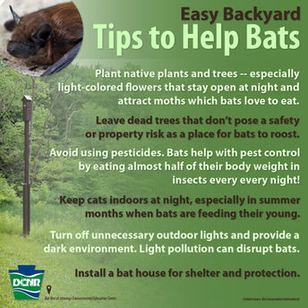 Bats are important to a healthy environment and economy: learn how you can help them