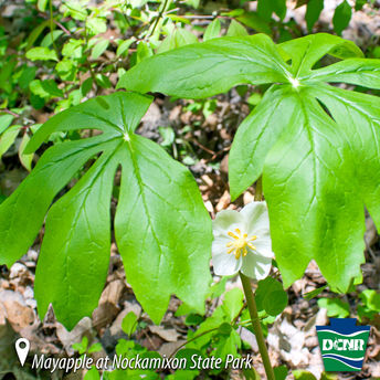 May means mayapples!