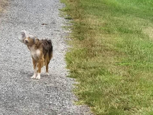 Volunteers search for dog in York County with pretzel jar stuck on its head