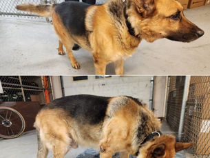 Older male German Shepherd found in Hanover Township