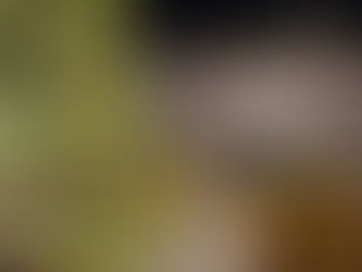 Holiday Tree Lighting at Promenade Shops at Saucon Valley to be held this weekend