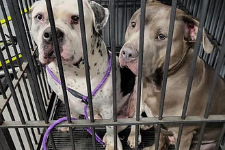 Center for Animal Health and Welfare seeking owners or two pups
