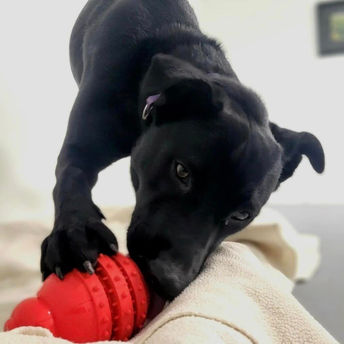 The Center for Animal Health and Welfare is accepting donations of peanut butter