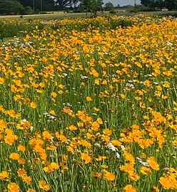 17214 Chapel Church Rd