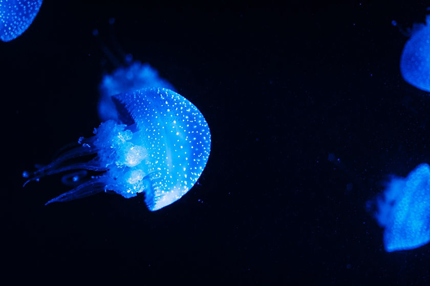 animal-photography-animals-aquatic-3116113 (1)_edited_edited.jpg