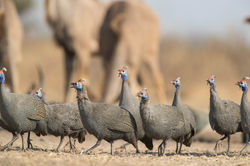 DinakaGuineafowl-Oct-17-C34I8222