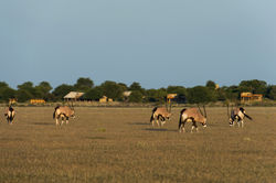 KalahariPlains_WS_BSC_53