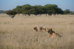 KalahariPlains_WS_BSC_46