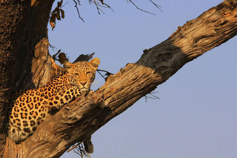 Chobe_Elephant_Camp_BW_BSC_27.jpg