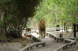 Chiefs_Camp_S_BSC_20