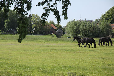 Friese paarden in een weiland bij Húns