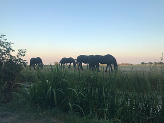 Friese paarden in het weiland achter ons vakantiehuis