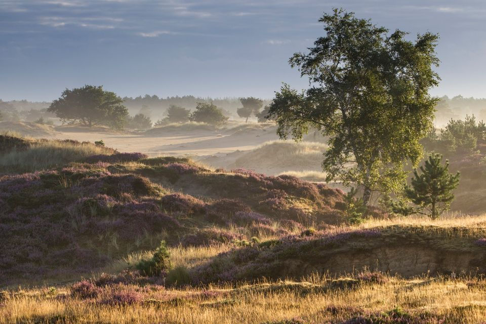 Natuurgebied Gaasterland in Friesland