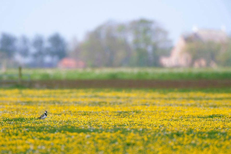 Vogelrustgebied in Friesland