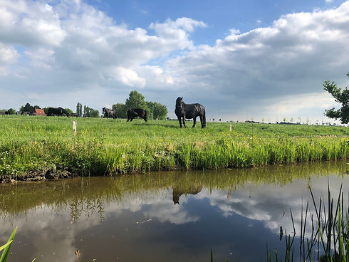 Fries paard in het weiland van Húns